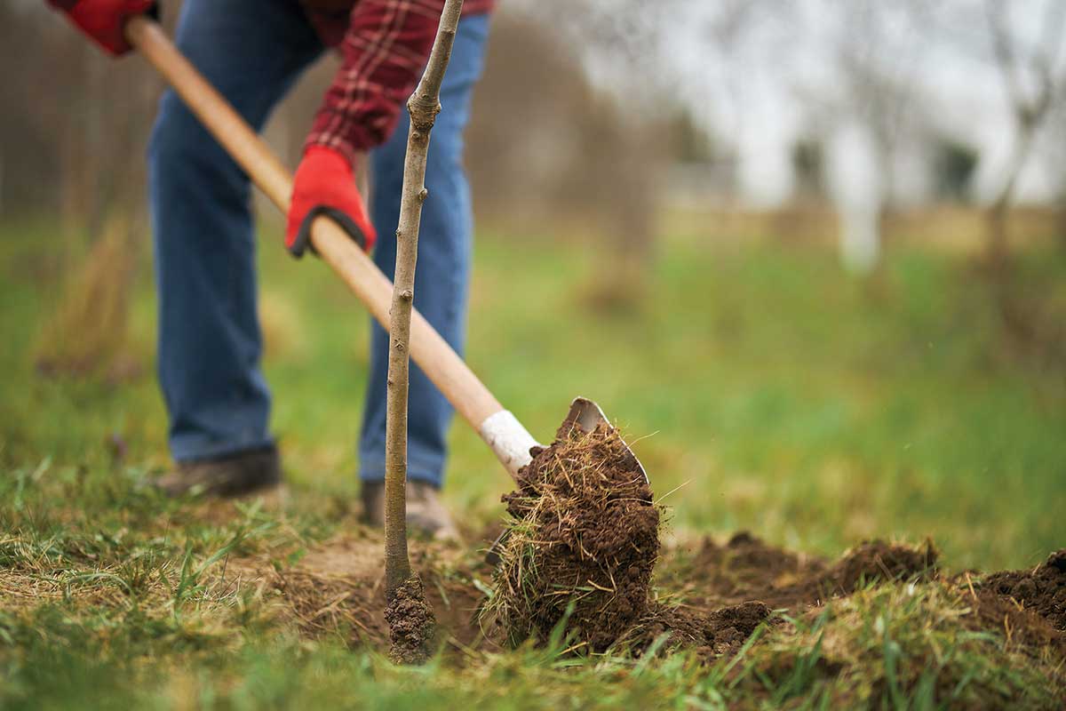 Planting & Design